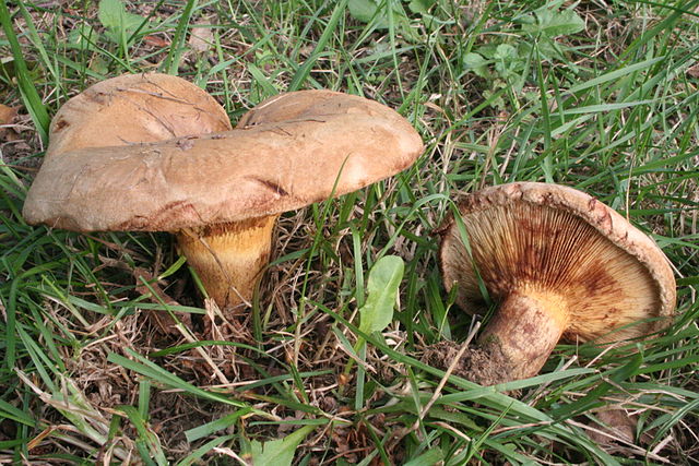 Paxillus involutus